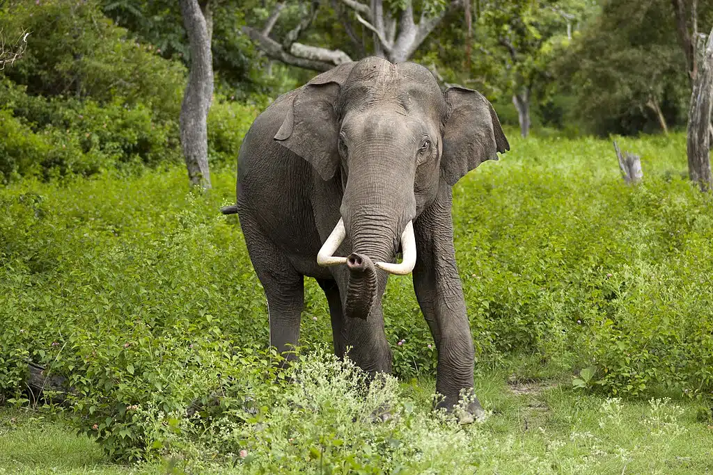 éléphant d'Asie