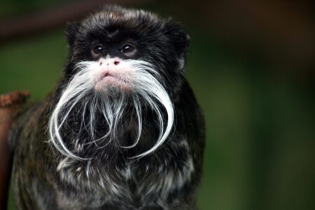 This Monkey Has a Mustache