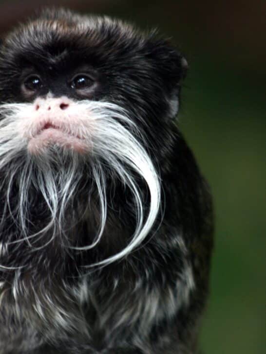 This Monkey Has a Mustache