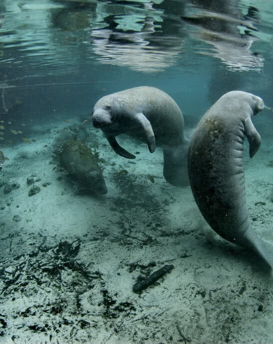 Manatees Make a Triumphant Return to Restored Florida Rivers