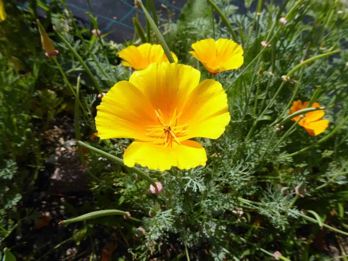 california poppy