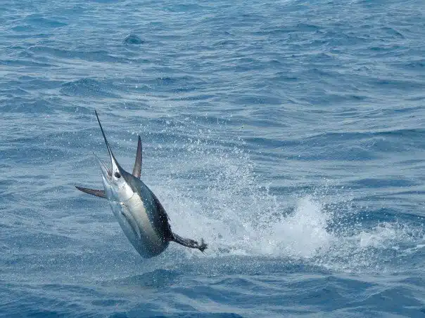 Sail fish in Florida ocean