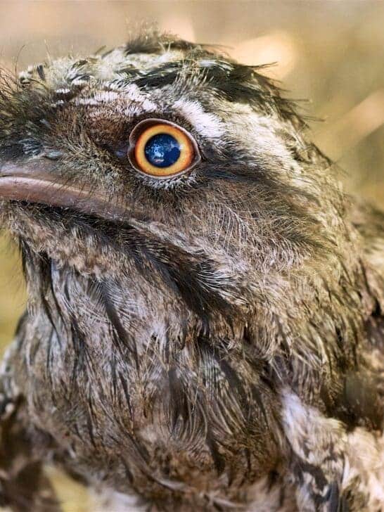 Hopping into the Night With The Frog Mouth Bird