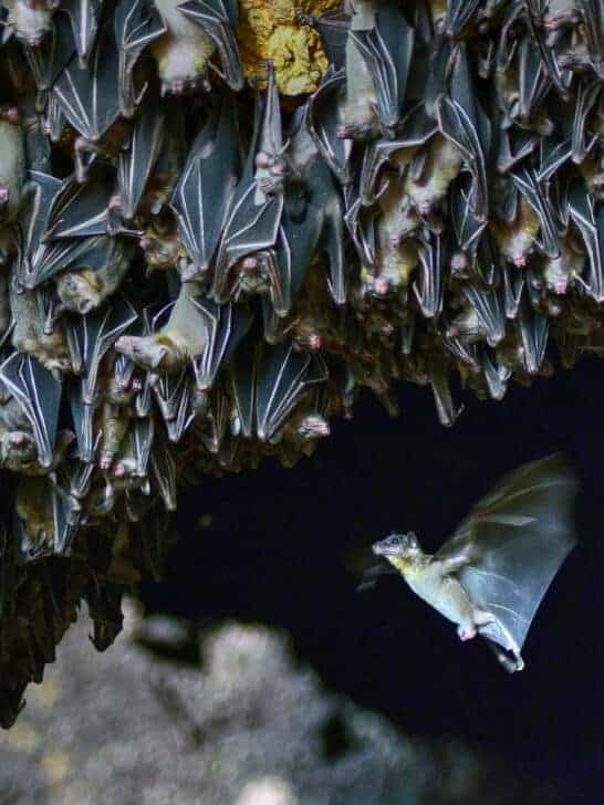 Why Bats Are Swarming Cities Across the U.S.
