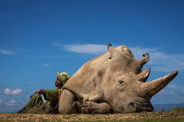 Armed guard and one of the last northern white rhinos