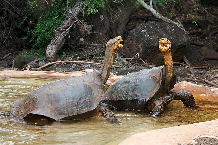 galapagos tortoises