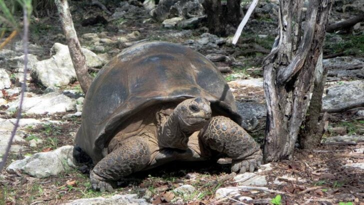 Why the Galápagos Islands Are the Best Place to See Giant Tortoises