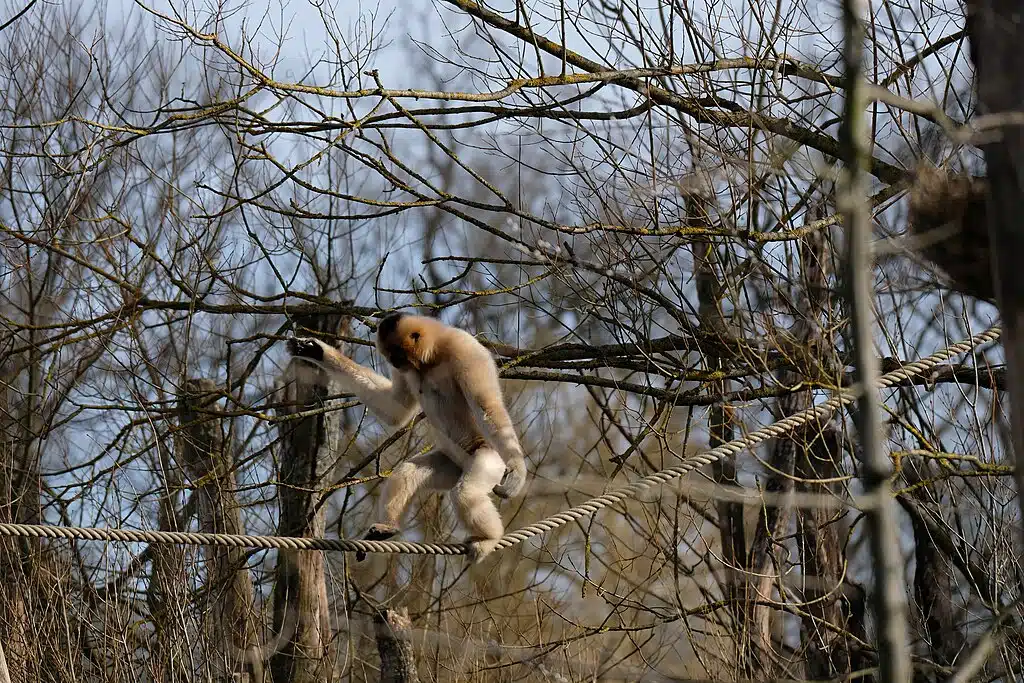 Gibbon