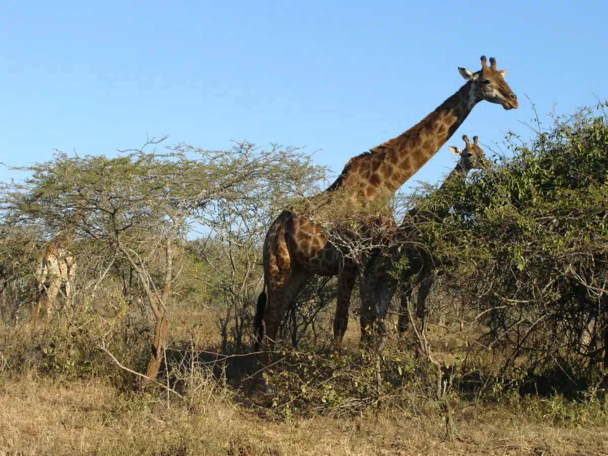 giraffe
