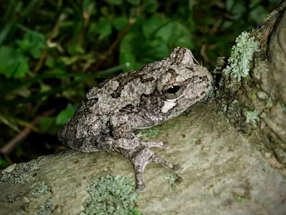 10 Animals That Hibernate Through The Winters – JKEK