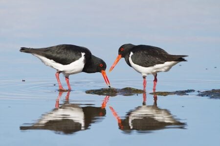 Oystercatchers: Lifelong Love Affair