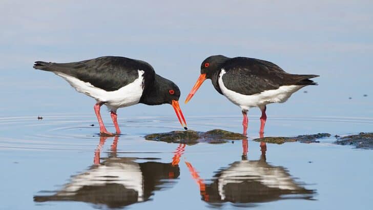 Oystercatchers: Lifelong Love Affair