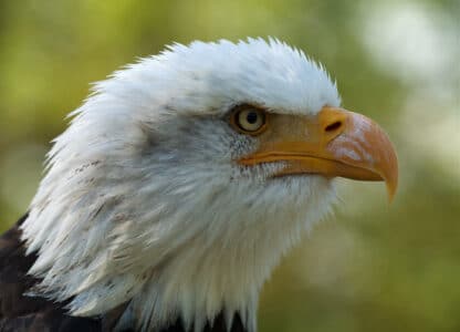 Bald Eagles Soar Again: The Success Story of America’s National Bird