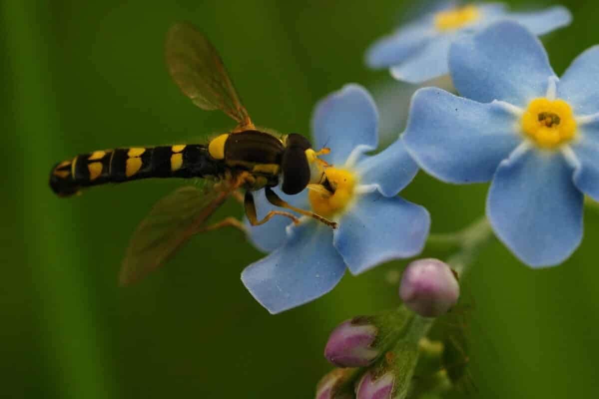 forget me not