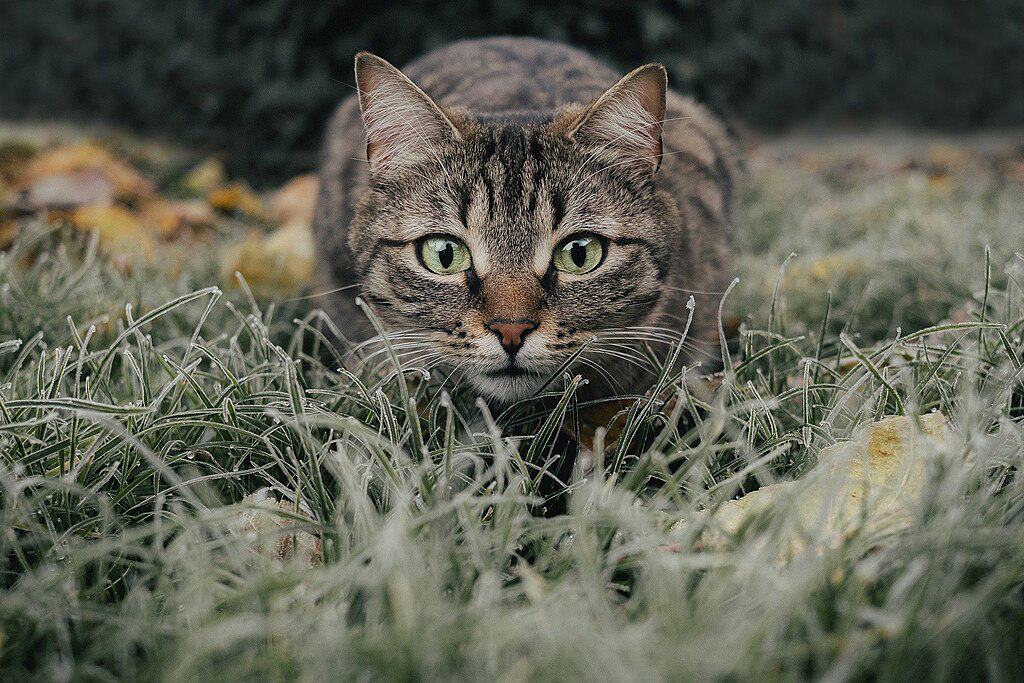 Hunting tabby cat