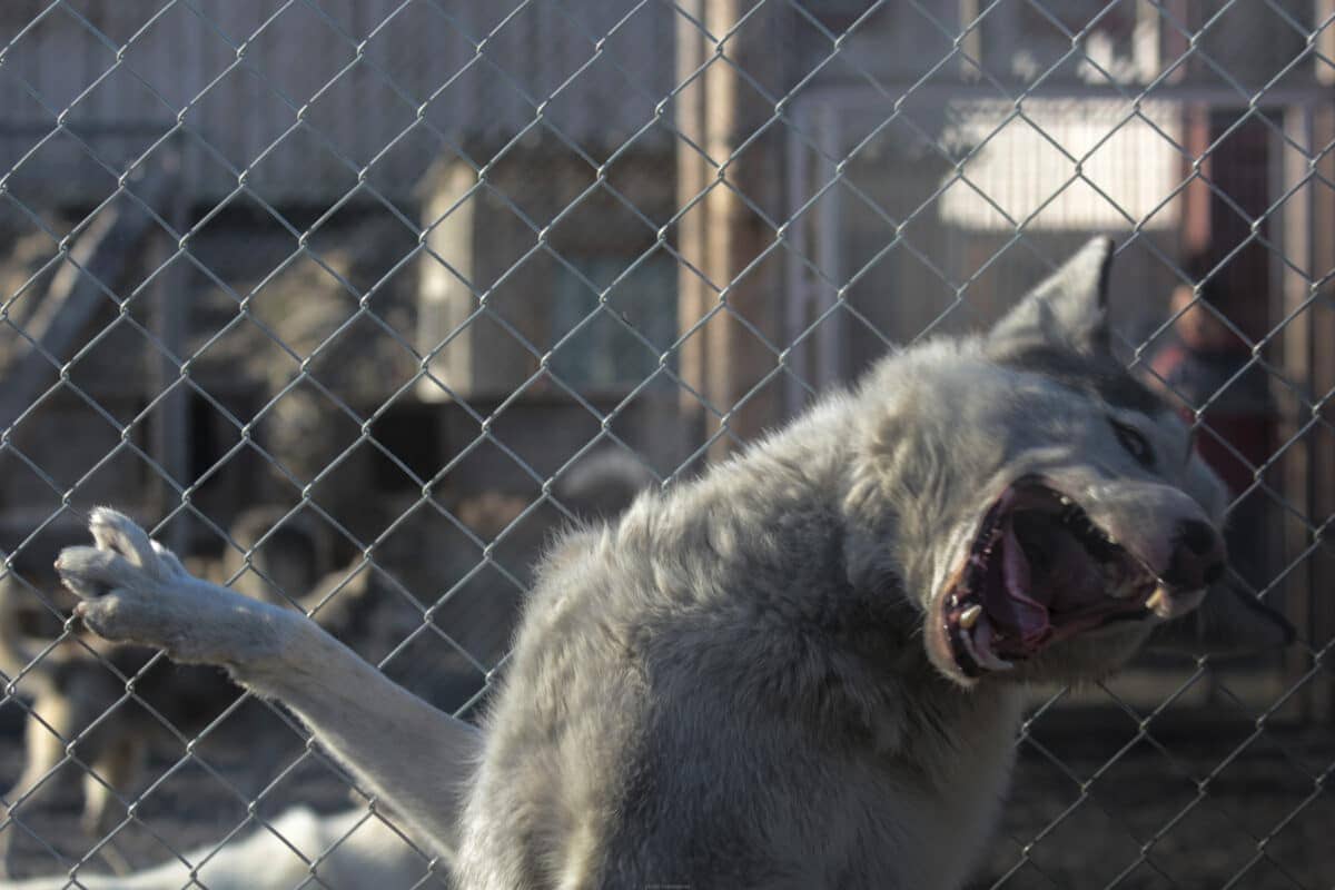 caged dog