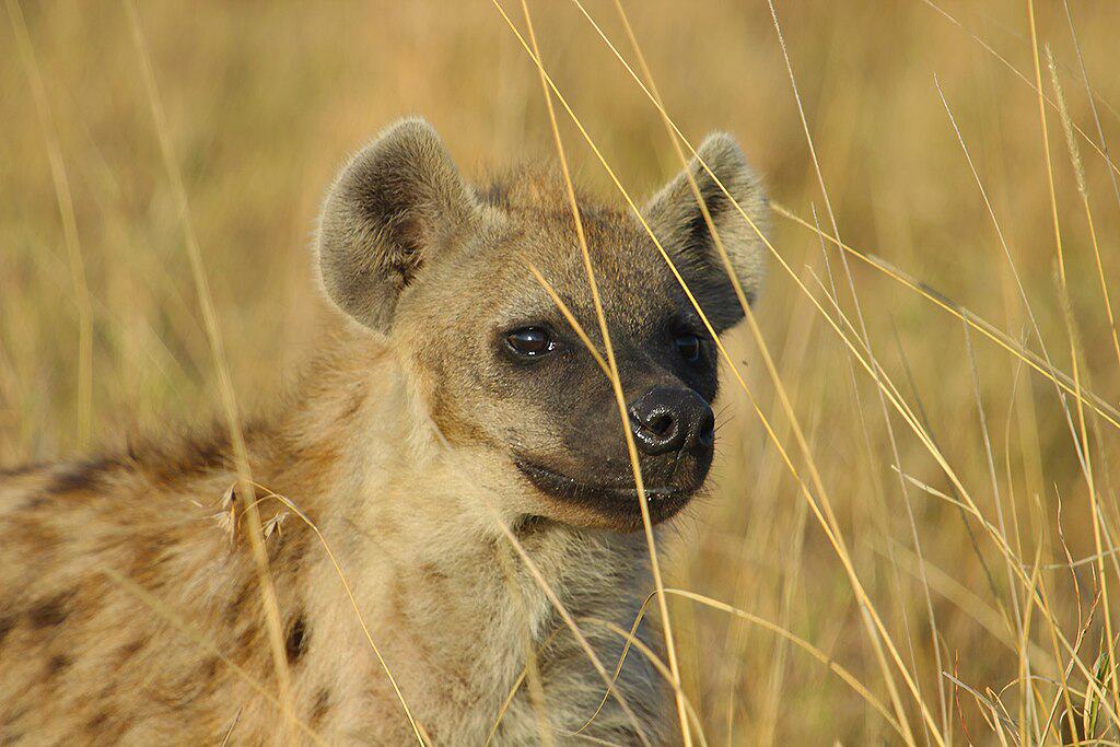 hyena