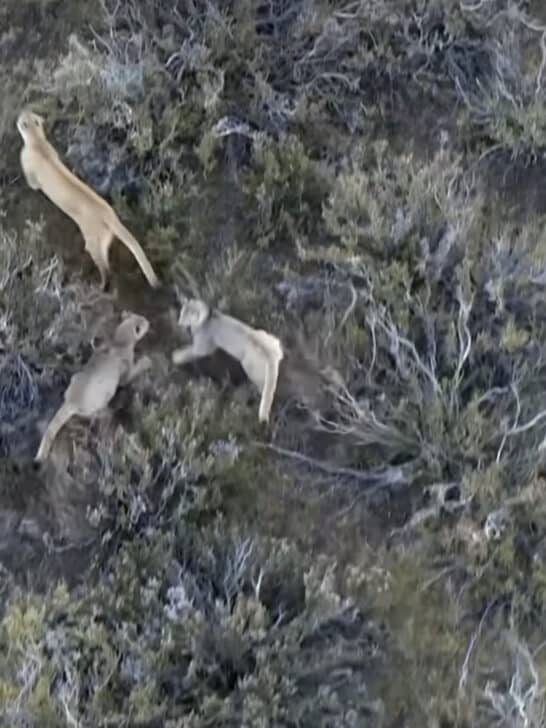 Watch: Pumas Play Hide and Seek in Chile’s Atacama Desert