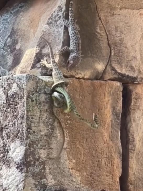 Watch: Lizard Fights Off Snake to Defend it’s Companion