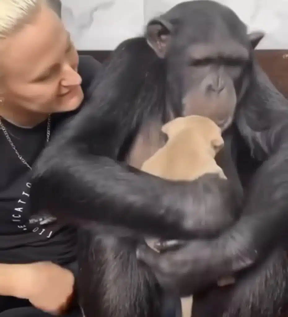 Watch: A Human Cuddling A Chimp Whose Cuddling A Puppy