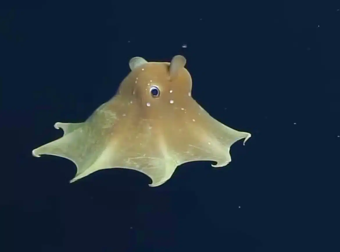 Video of the Rare Octopus