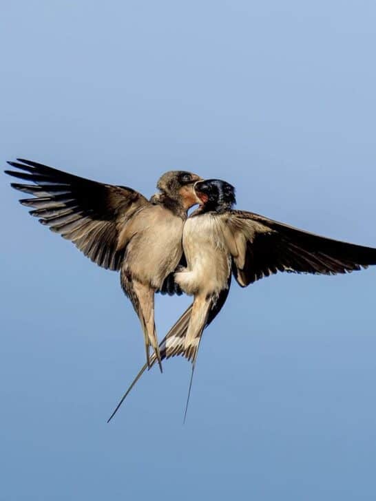 Photographer Captures Amazing Image of Two Birds Sharing an Initmate Moment Mid-Air