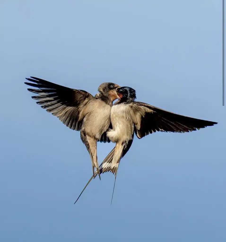 Birds Sharing a Moment Mid-Air