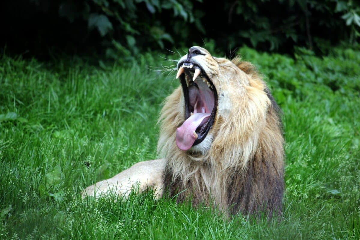 lion roaring at zoo exhibit