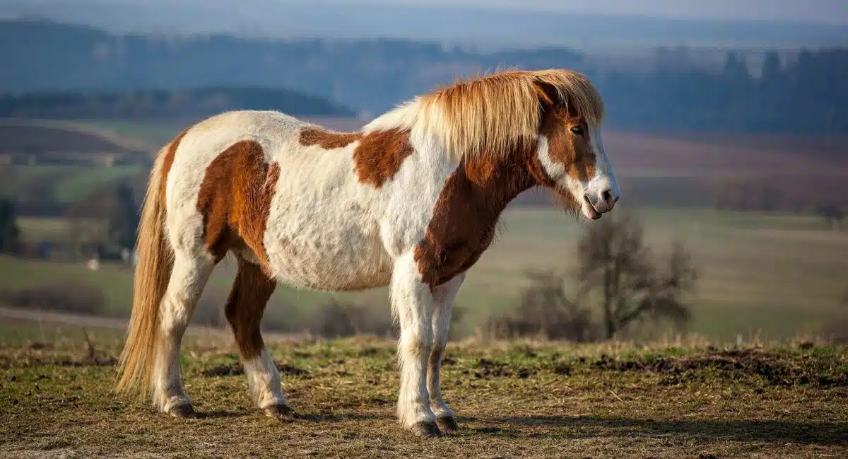 Icelandic horse