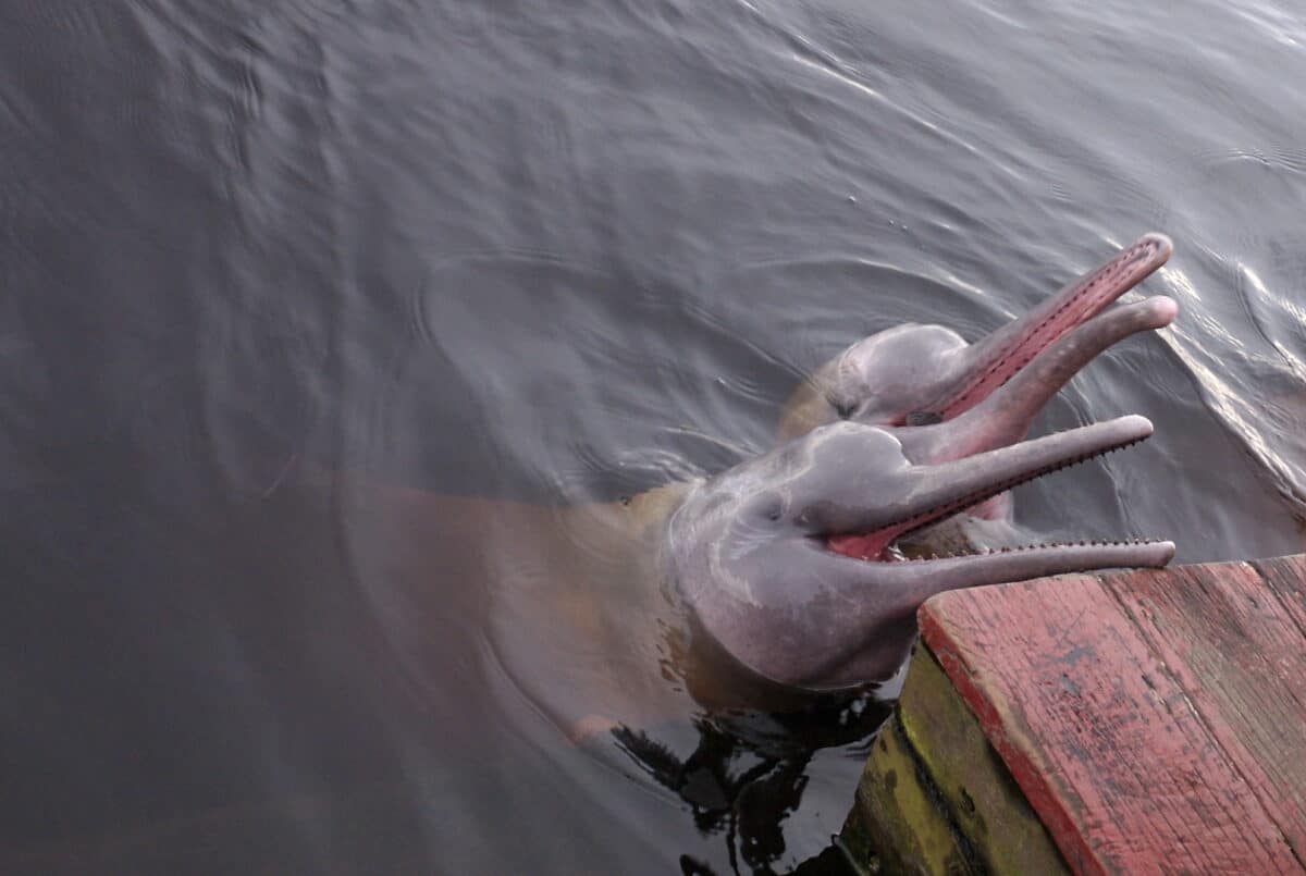river dolphins
