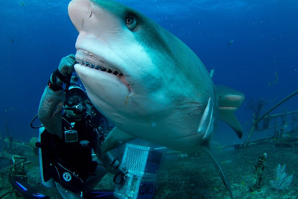 Carribean Reef Shark