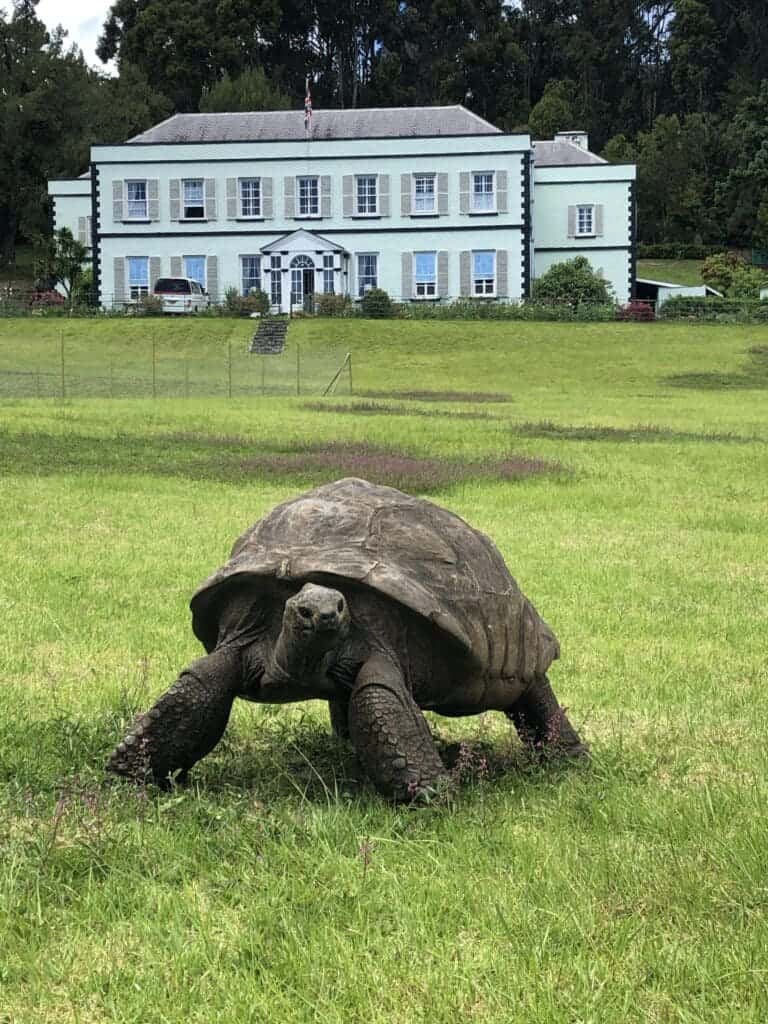 Seychelles giant tortoise 