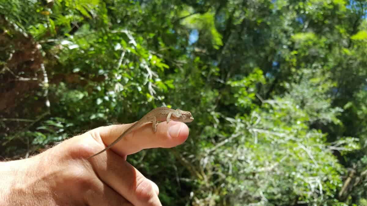 Knysna Dwarf Chameleon