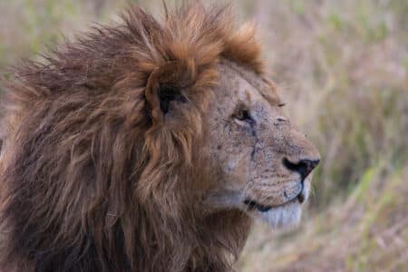 The Fascinating World Of The Largest Lion