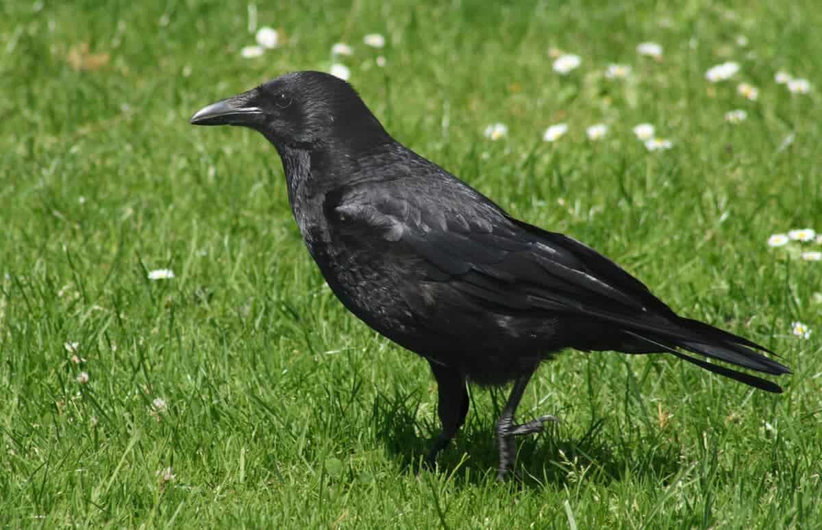 Wild crow