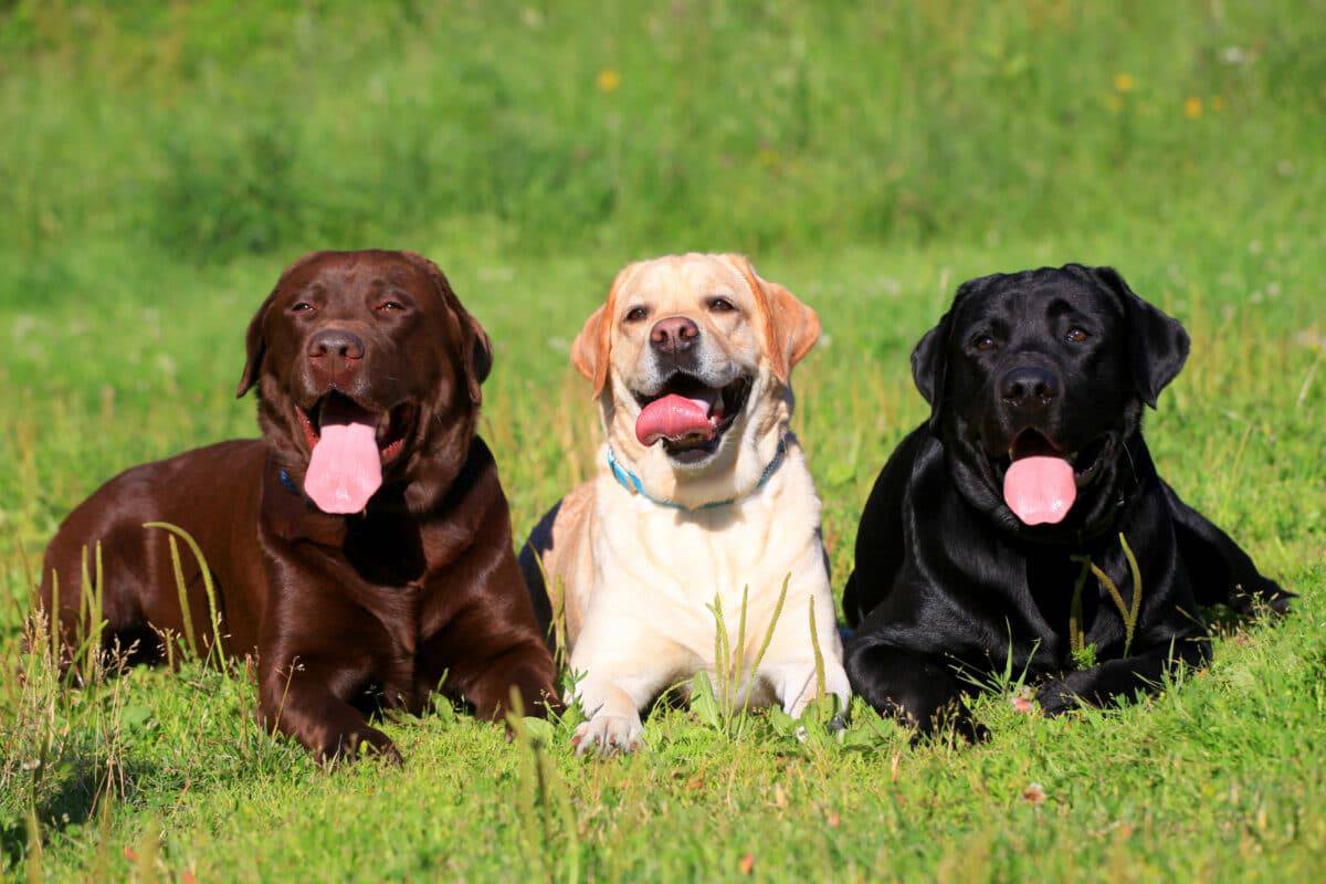 Image showing the three color variations of Labs. From left to right: chocolate, tan, and black. Image by: Farinosa on https://depositphotos.com/home.html