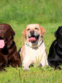 Image showing the three color variations of Labs. From left to right: chocolate, tan, and black. Image by: Farinosa on https://depositphotos.com/home.html