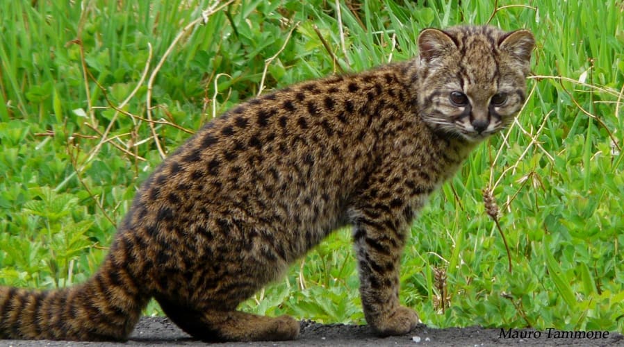 The smallest wild cat in South America