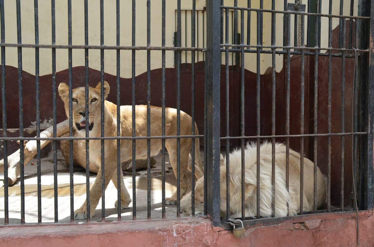 lion in cage at zoo