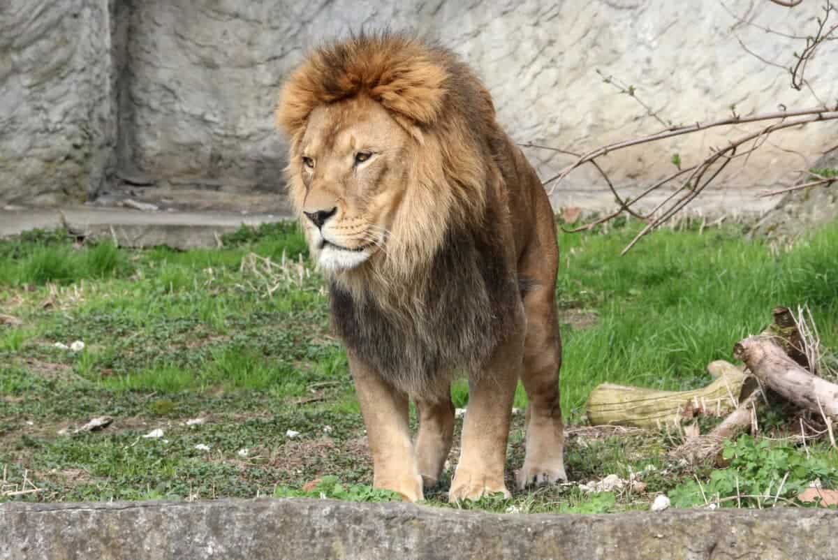 lion at warsaw zoo