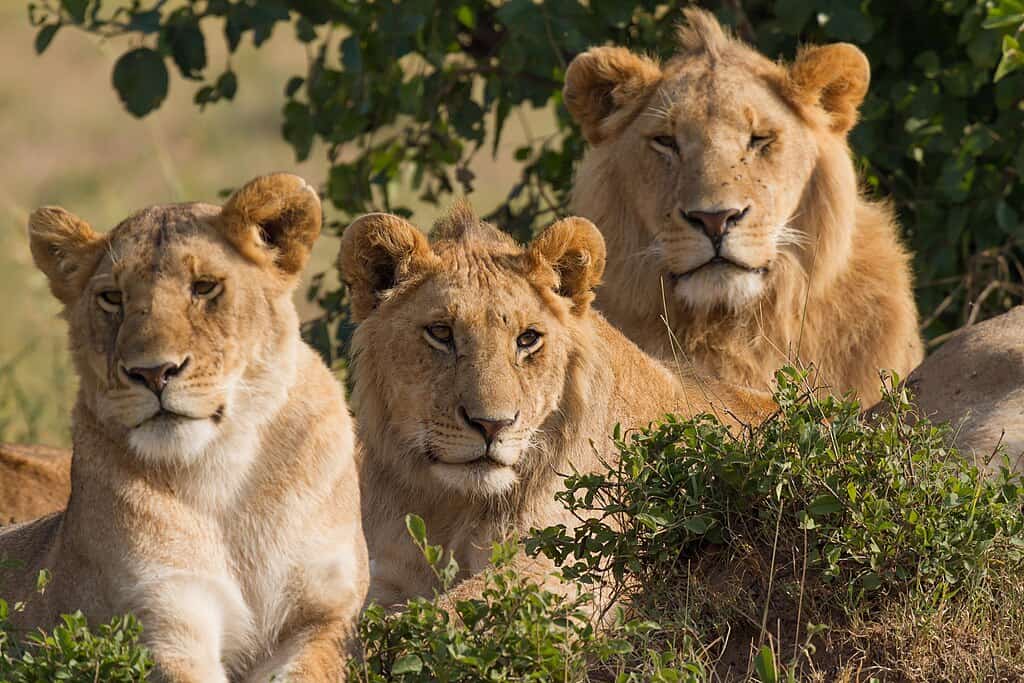 lions masai mara