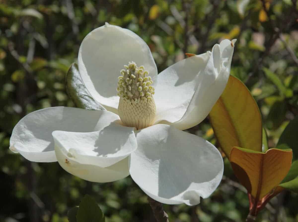 magnolia