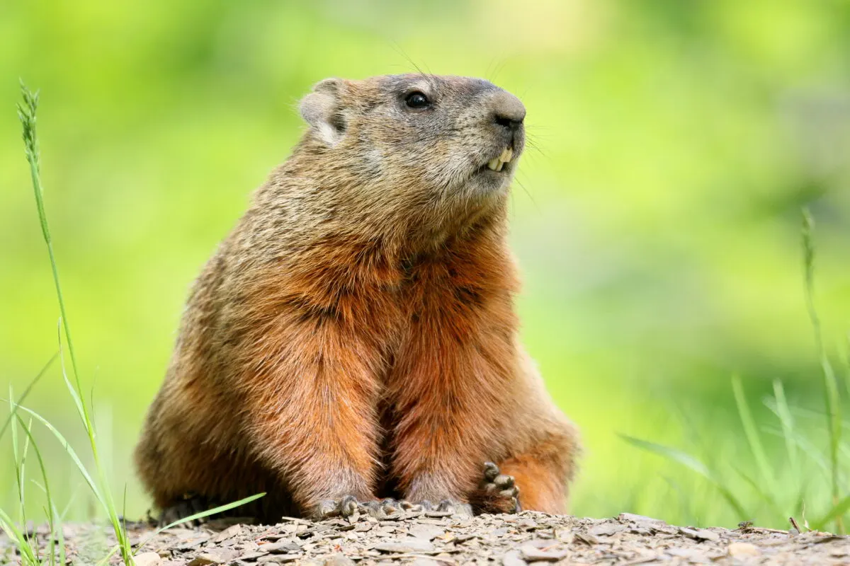 groundhog