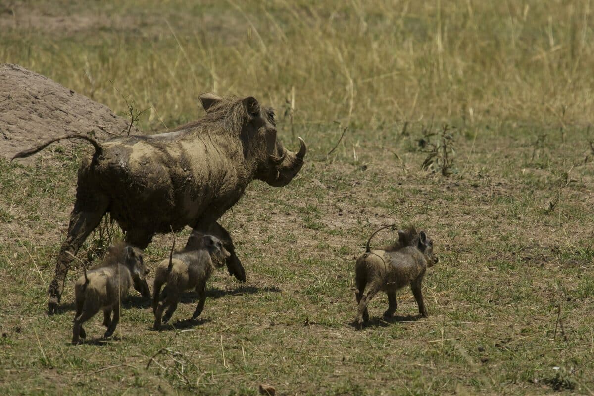 warthog with babies