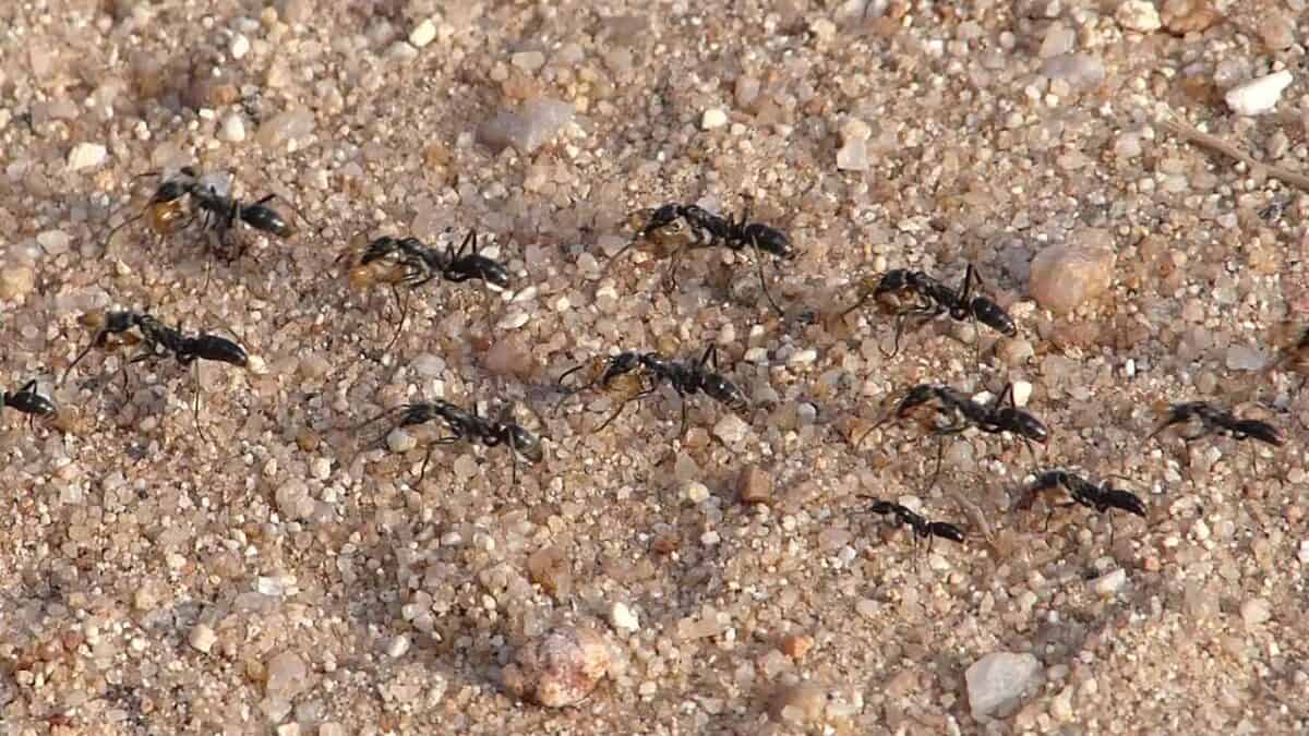 Matabele Ants