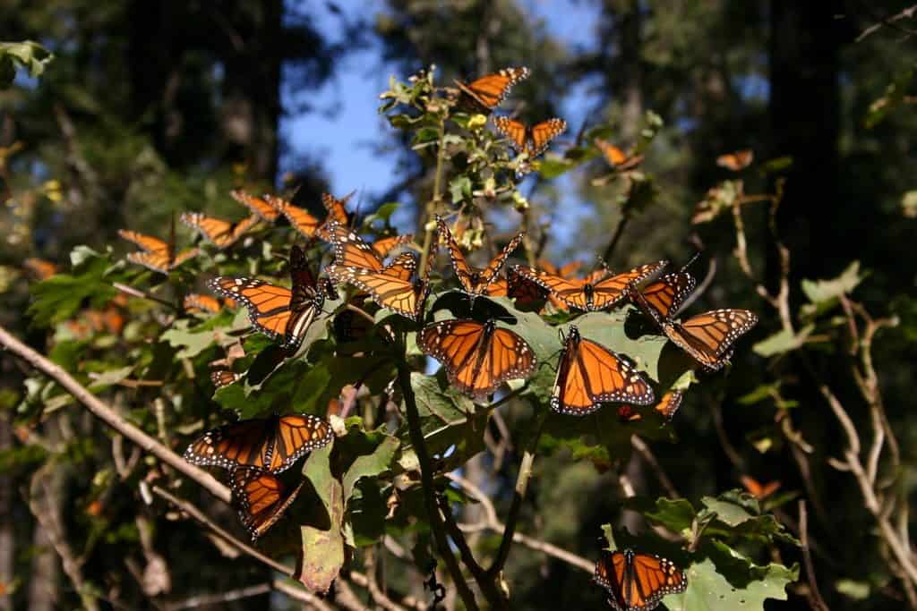 Group of Monarch Butterflies. 
