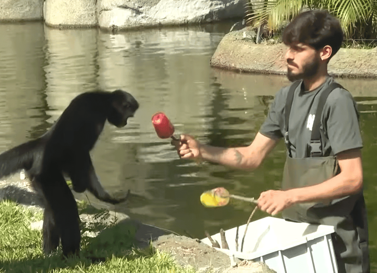 Zoo keeper gives monkey Ice popsicles during Brazil heatwave.