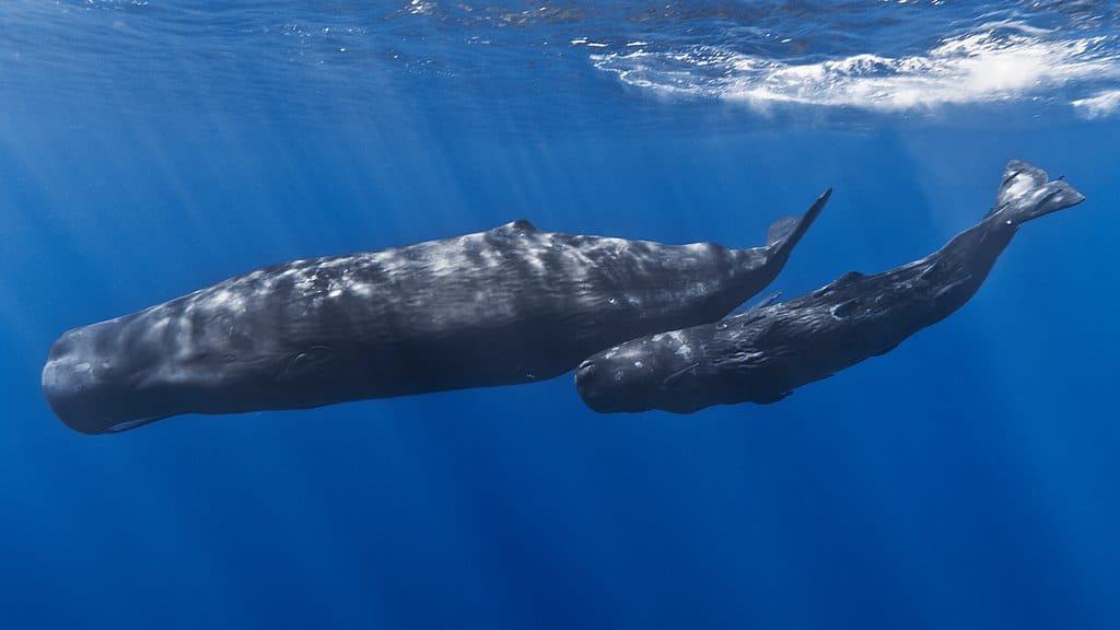 sperm whale