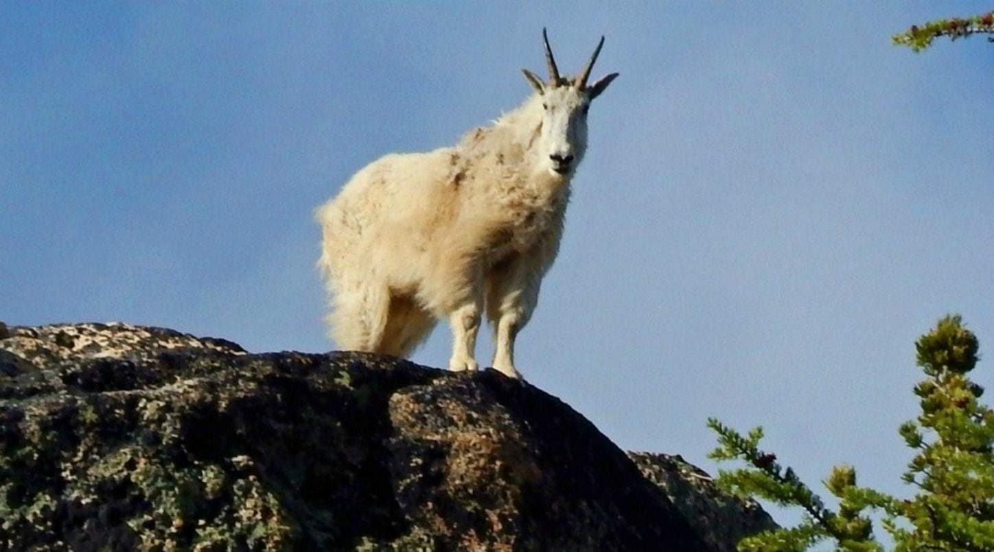 mountain goat