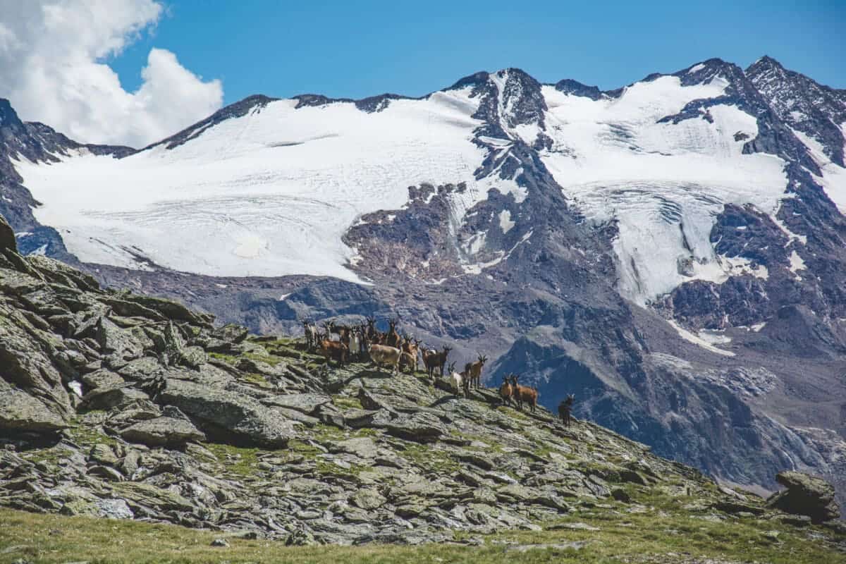 mountain goat